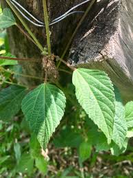 Image result for Crotonogynopsis australis