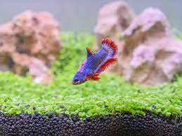 5 Best Aquarium Substrate For Planted Betta Fish Tank Ultimatebettas