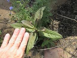 Image result for Lefebvrea grantii