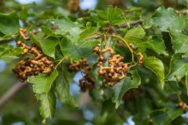 Image result for Hovenia dulcis