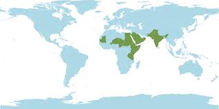 Image result for Seddera