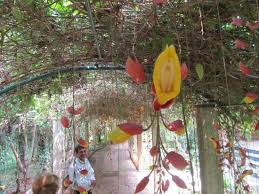 If to take care after it well, it blossoms two times a. Some Of The Many Exotic Flowers Picture Of Wild Woods Spa And Resort Udupi Tripadvisor
