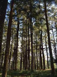 Browse through the most edited and modern #hutan_pinus on picsart. Hutan Pinus Malino Pemandangan Fotografi Alam Pemandangan Khayalan