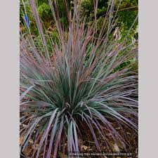 Image result for Schizachyrium