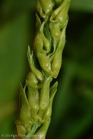 Image result for Anthephora