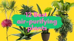 Nasa's clean air study found that there are a number of air purifying plants that can detoxify your home from the airborne toxins, dusts and germs that can be. 12 Nasa Recommended Air Purifying Plants That You Must Have In Your House By Neha Kandwal Medium