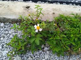Image result for Bidens pilosa