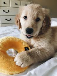 Sad boy gets a huge present from mom. I Was A Good Dog So I Got A New Toy Dog Mommy Cute Dogs Dogs