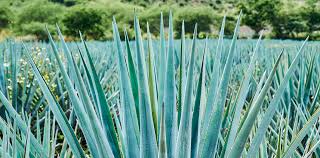 Image result for Agave