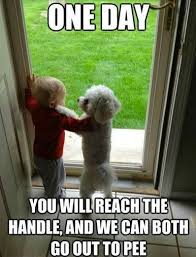 25 Funny Dog Memes Funny Dog Memes Funny Babies Baby Memes