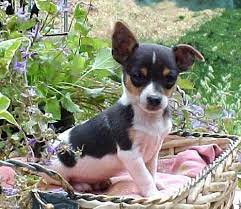Rat Terrier Rat Terrier Puppies Rat Terrier Dogs Rat Terriers
