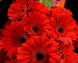 Free Image On Pixabay Gerberas Red Red Flower Nature Red Flowers Gerberas Flowers