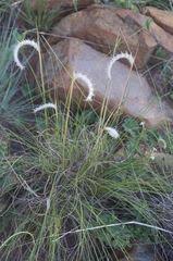 Image result for Elionurus