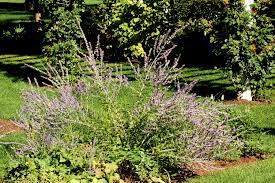 The timeless series of geraniums has a slightly cascading habit and is available in many different colors from the traditional red to orange and. The Most Popular Drought Tolerant Shrubs
