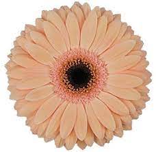 Wholesale Peach Gerberas Daisies Flowers For Weddings Gerbera Daisy Peach Flowers Gerbera Daisy Wedding Flowers