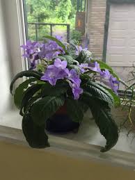 Image result for Gesneriaceae