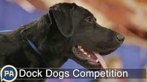 The dockdogs canine aquatic competition takes place in the new holland large arena at the national rifle association's great. Dock Dogs Amazing Dogs Jump In Competition At Great American Outdoor Show Youtube