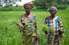 Image result for Rhamphicarpa