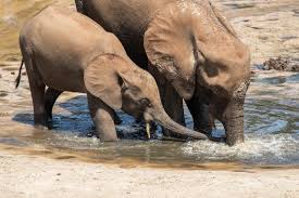 Image result for Zanha africana