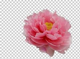 If the download didn't start automatically, click here. Moutan Peony Flower Tree Peony Paeonia Coral Charm Png Clipart Artificial Flower Dahlia Flower Garden Flowers
