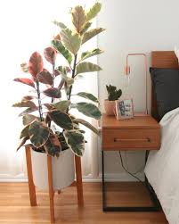 **if you would like to be added to the ficus ruby plant waitlist please live chat or email us** Variegated Rubber Tree Plant Care Tips Ashley Hosmer