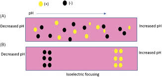 Isoelectric Focusing | Ppt