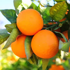 Lancome парфюмерная вода orange bigarade. Organic Bitter Red Orange Essential Oil