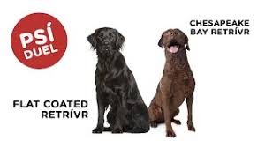 Image result for chesapeake bay retrívr