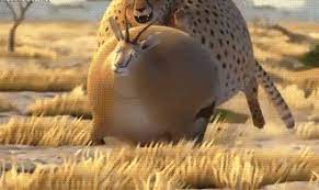 Animal Gif Fails Animalgiffails Animals Gif Animal Fails Dog Fails