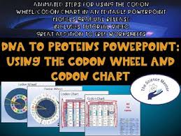 From Dna To Proteins Using The Codon Wheel And Chart Powerpoint