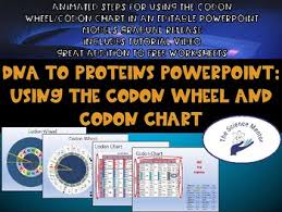 from dna to proteins using the codon wheel and chart powerpoint