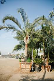 Image result for Dypsis decaryi