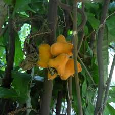 Image result for Pancovia