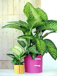 Dieffenbachia The Joy Of Plants