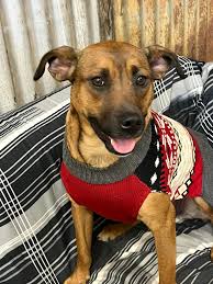 Brewton Paws Crossed Dog Rescue, Inc