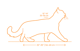 But in addition, they are considered adults from 6 or 7 months, because at that age they begin to have heat and therefore if the mating. British Shorthair Cat Dimensions Drawings Dimensions Com