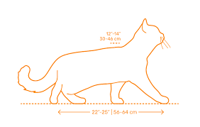 Many women opt for short hairstyles during the summer to beat the heat, to make a statement, or because short hair can be much easier to handle and style. British Shorthair Cat Dimensions Drawings Dimensions Com
