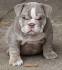 English Bulldog Puppies for sale | Buy English Bulldog Puppies