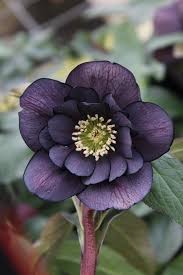 Pin On Gardening Plants For Shade