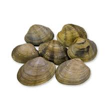 Suspira, anela, anseia, agoniza, deseja, quer, ambiciona, aspira, cobiça. Almeja Japonica Galicia Pescado A Casa Compra Marisco Fresco Online
