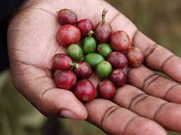 It is a leading producer of a host of minerals, including iron ore, tin, bauxite (the ore of aluminum), manganese, gold, quartz, and diamonds and other gems, and it exports vast quantities of steel, automobiles, electronics, and. Coffee Price Trends