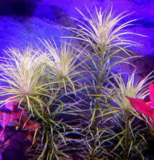 Image result for Syngonanthus