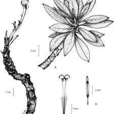 Image result for Kleinia sp.no.1