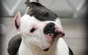 bojcovskie porody sobak 50 foto spisok i vidy