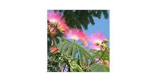 Image result for Albizia zimmermannii