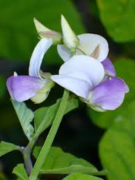 Image result for Crotalaria verrucosa