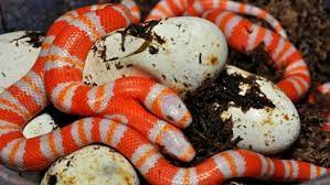 Serpiente Albina De Dos Cabezas Albino Animals Milk Snake Rare Albino Animals