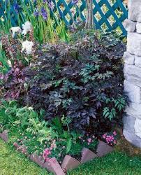 Bugbane 'hillside black beauty' (cimicifuga ramosa). Cimicifuga Hillside Black Beauty Mediendatenbank
