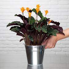 We are a plumeria only nursery with regular operating hours. Plant Delivery In Germany Garden Indoor Plants Aquarelle