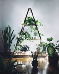 Urban Jungle Bloggers On Instagram Happy New Year S Eve Plant Tribe We Wish You A Great Party And Lush Urban Jungles In 201 Plants Urban Jungle Plant Life